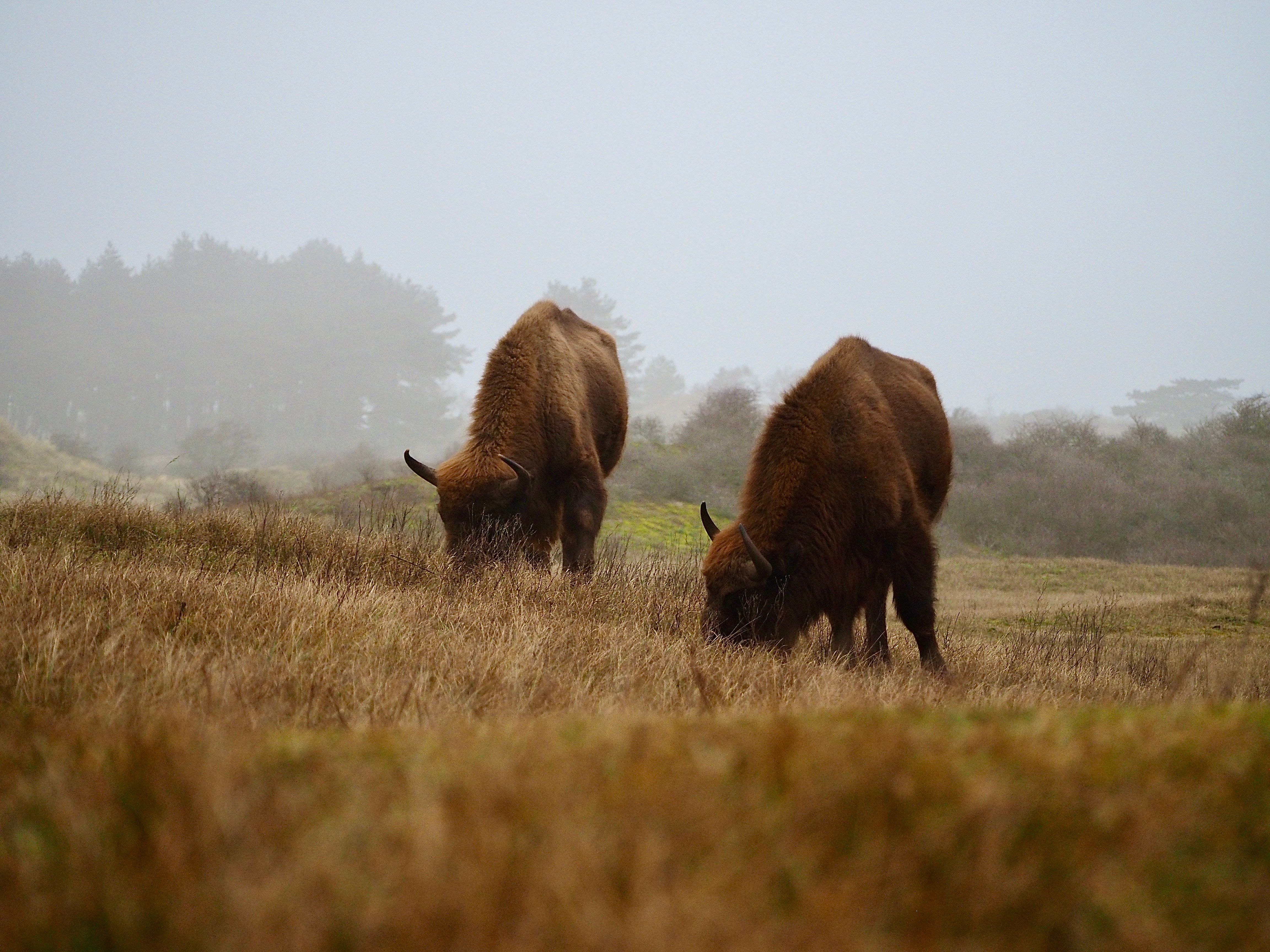 Grazing Bison in Misty Grassland Landscape · Free Stock Photo