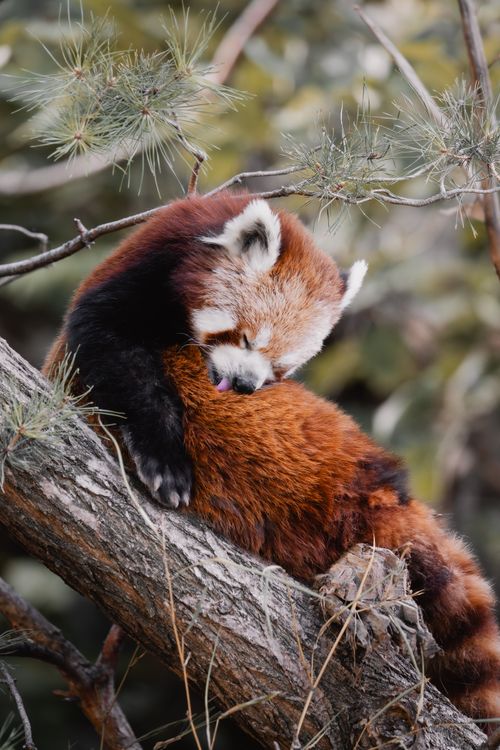 Free Red panda grooming itself on a tree, surrounded by lush forest foliage. Stock Photo