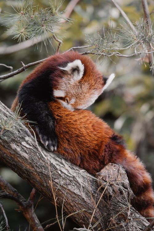 Free A cute red panda peacefully sleeping on a tree branch in a forest setting. Stock Photo
