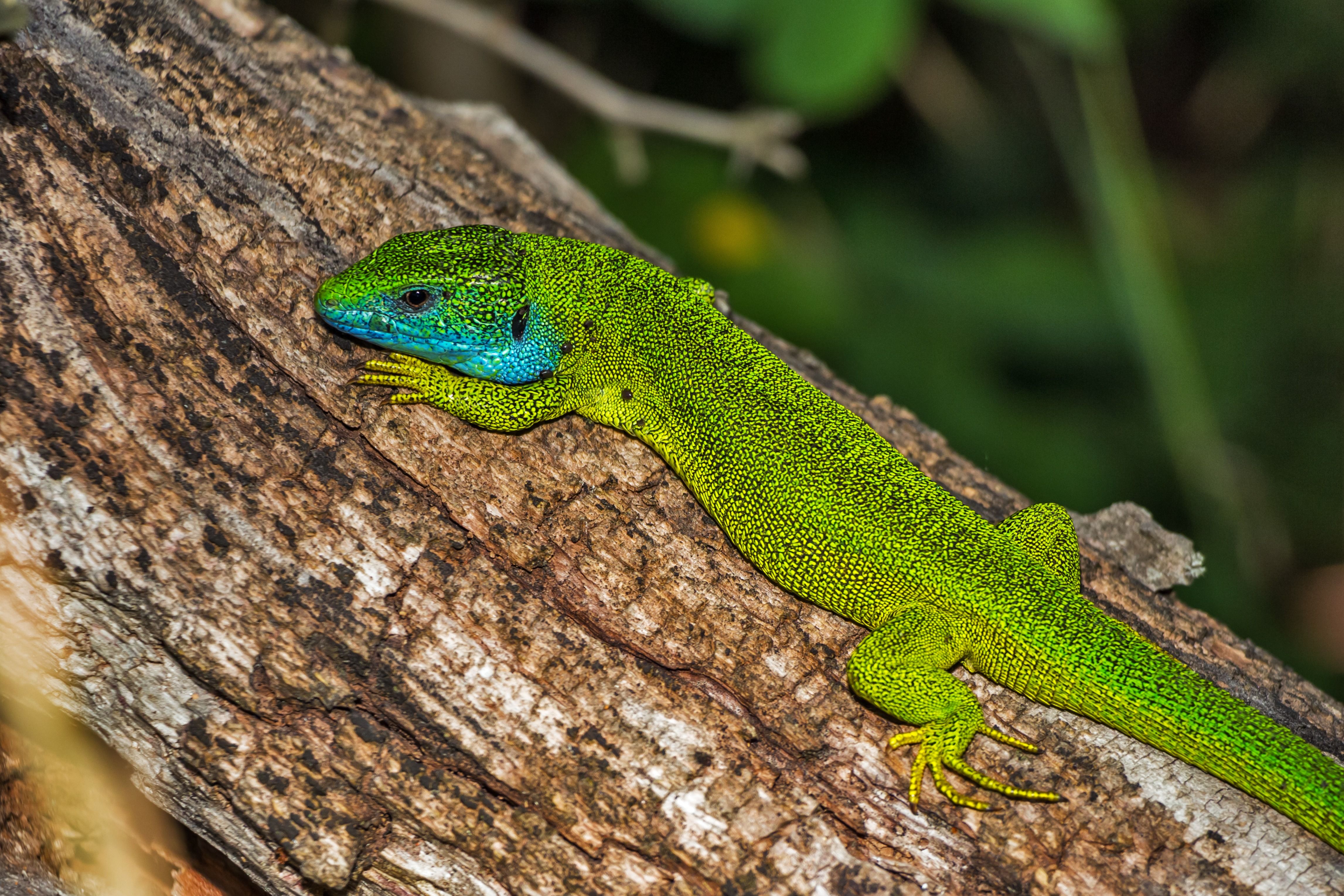 Exoticon Manassas – Exotic Pet & Reptile Expo ?