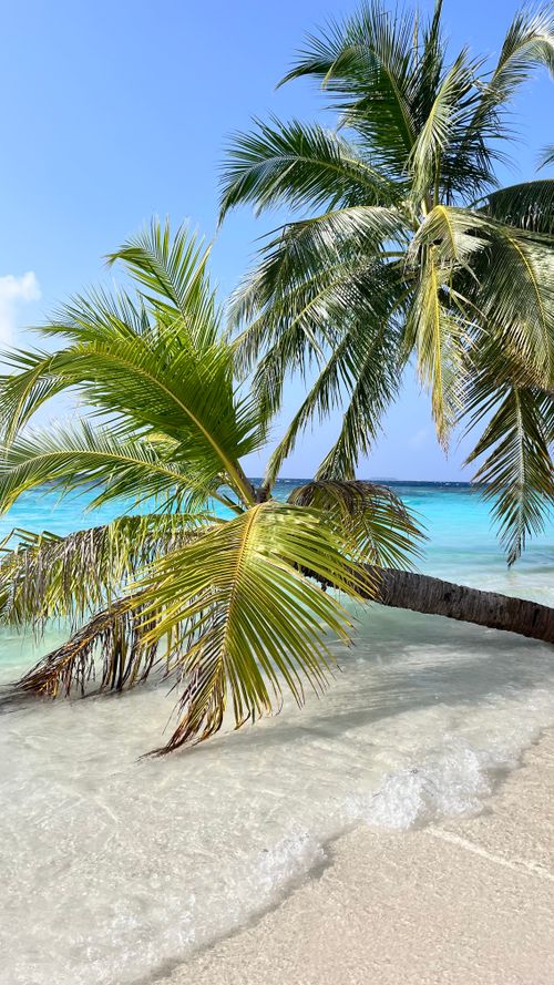 Free Serene tropical beach scene with palm trees and turquoise sea under a clear blue sky. Stock Photo