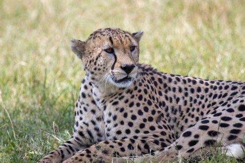 Free A stunning close-up of a cheetah relaxing in Kenya's grasslands, showcasing its distinctive spotted coat. Stock Photo