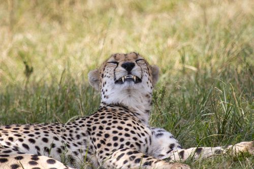 Free A serene cheetah basking in the sun on the grasslands of Narok, Kenya. Stock Photo