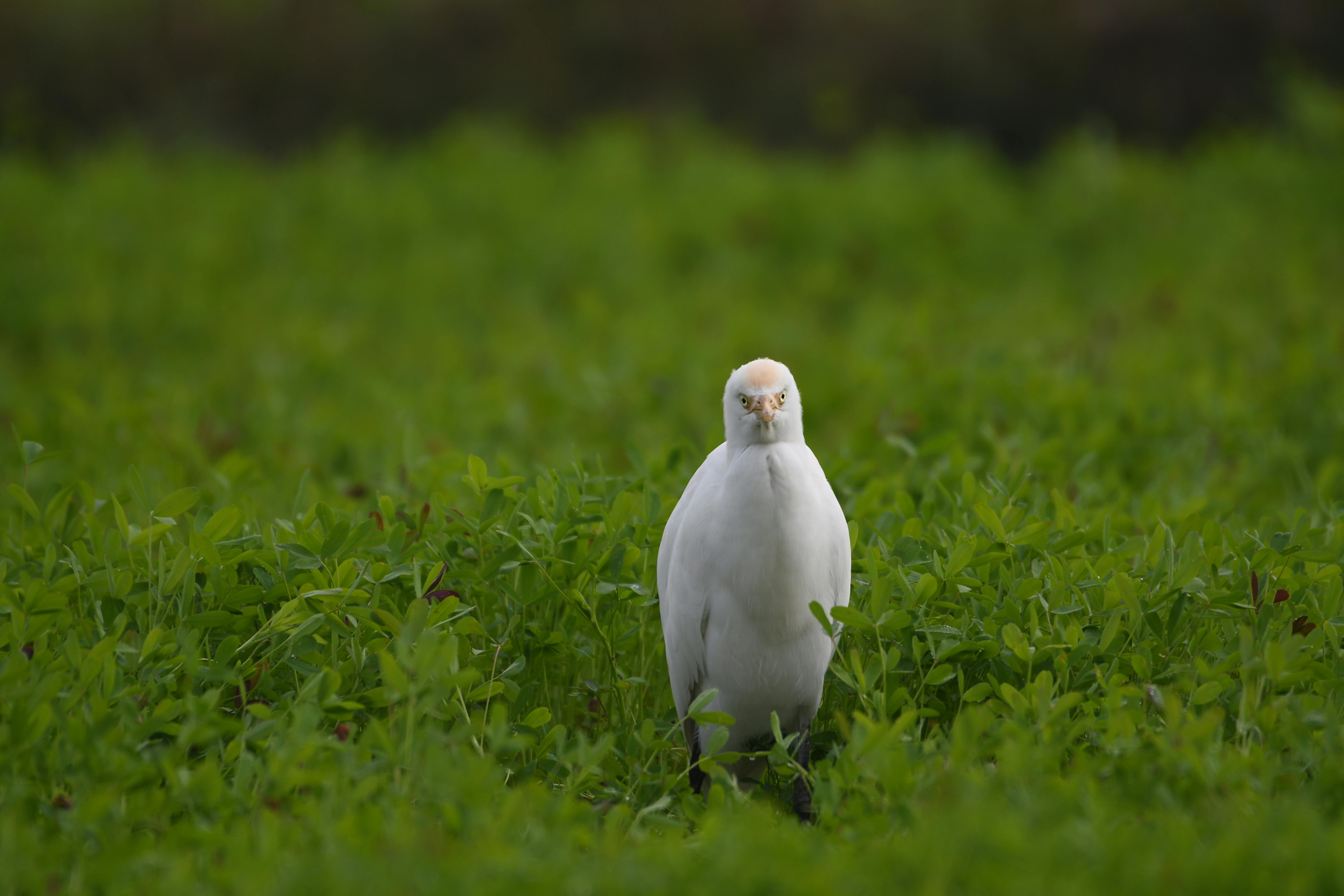 Aves de corte em ambiente de granja com foco em prevenção de doenças, essencial para avicultores.