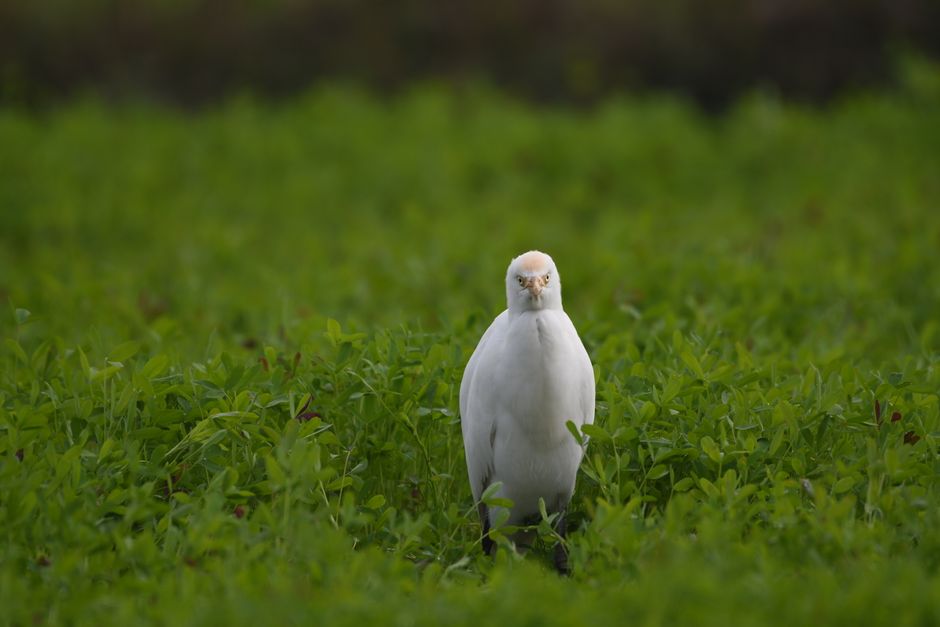 Aves de corte em ambiente de granja com foco em prevenção de doenças, essencial para avicultores.