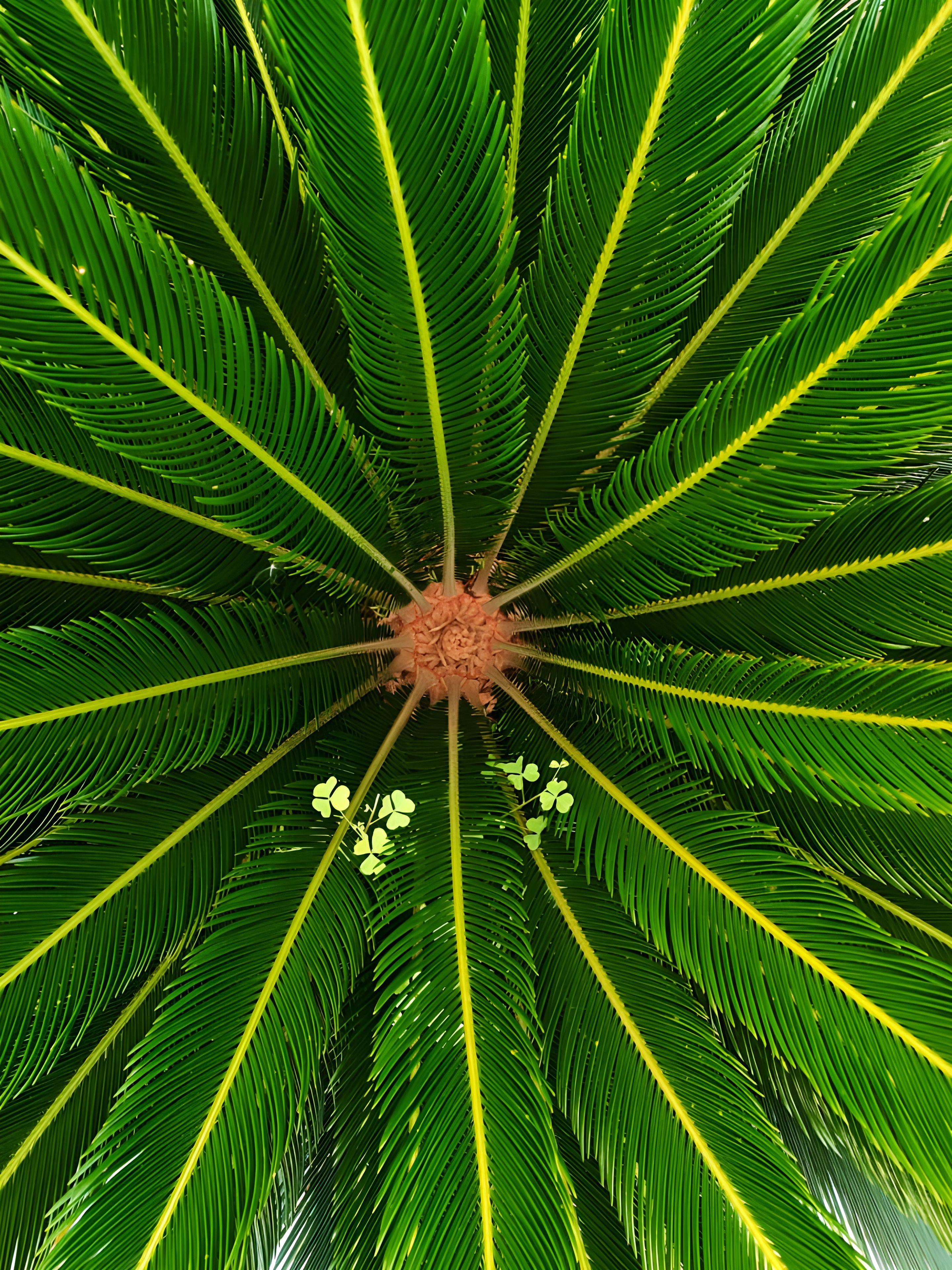 Top View of Vibrant Cycad Leaves in Bangladesh · Free Stock Photo