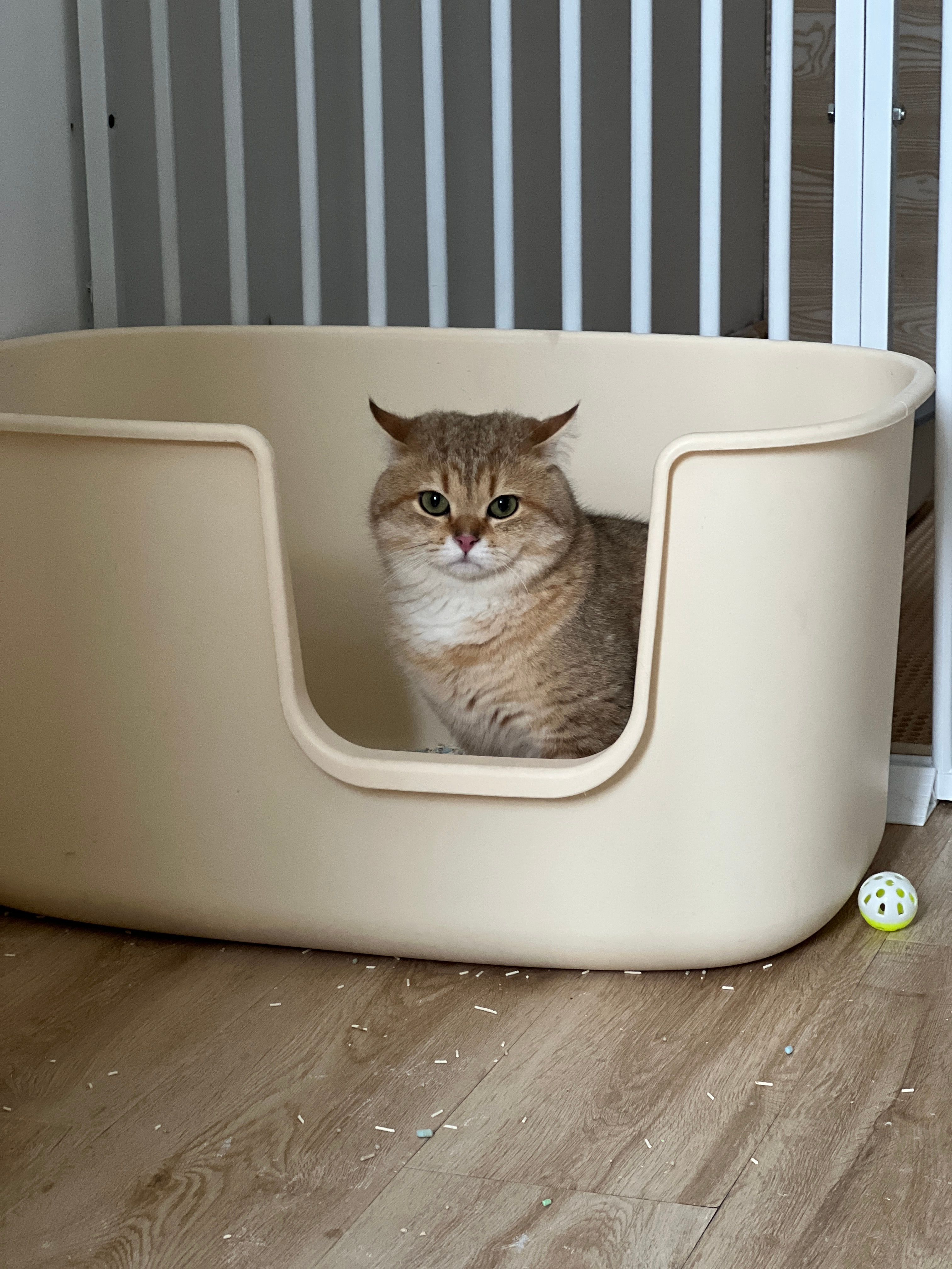 Cat photo