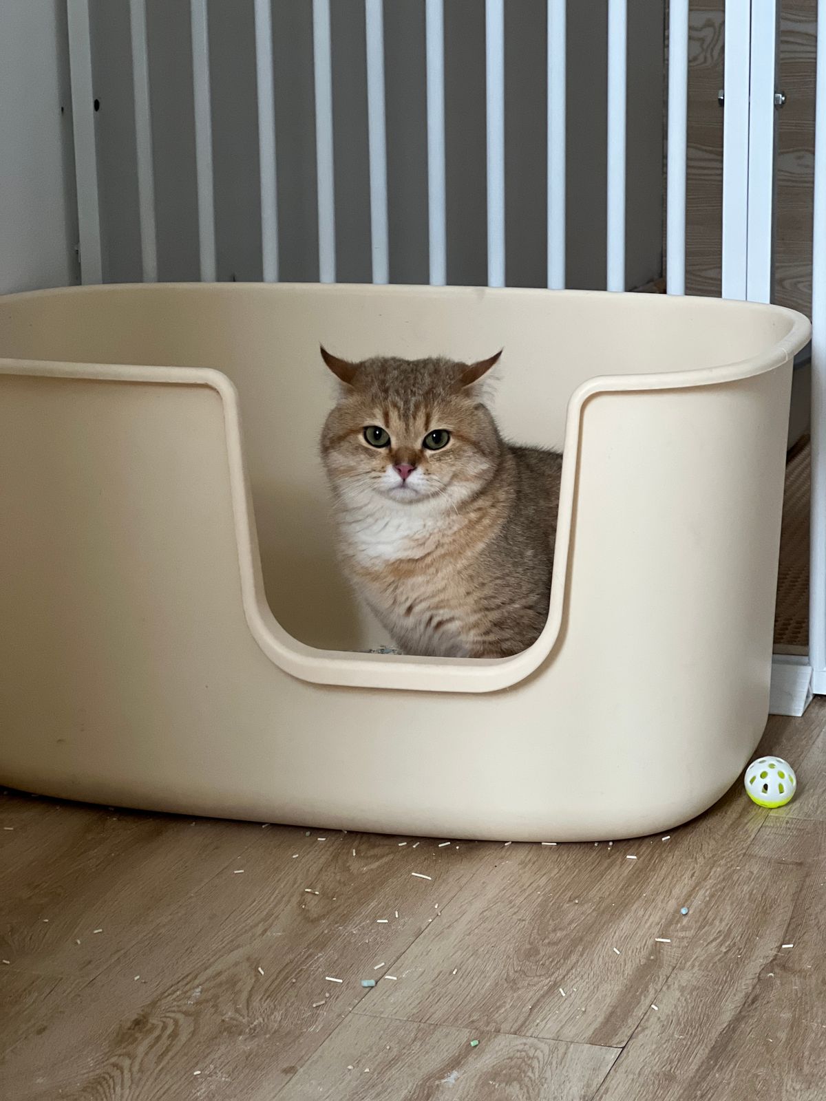 Katze neben Katzenklo