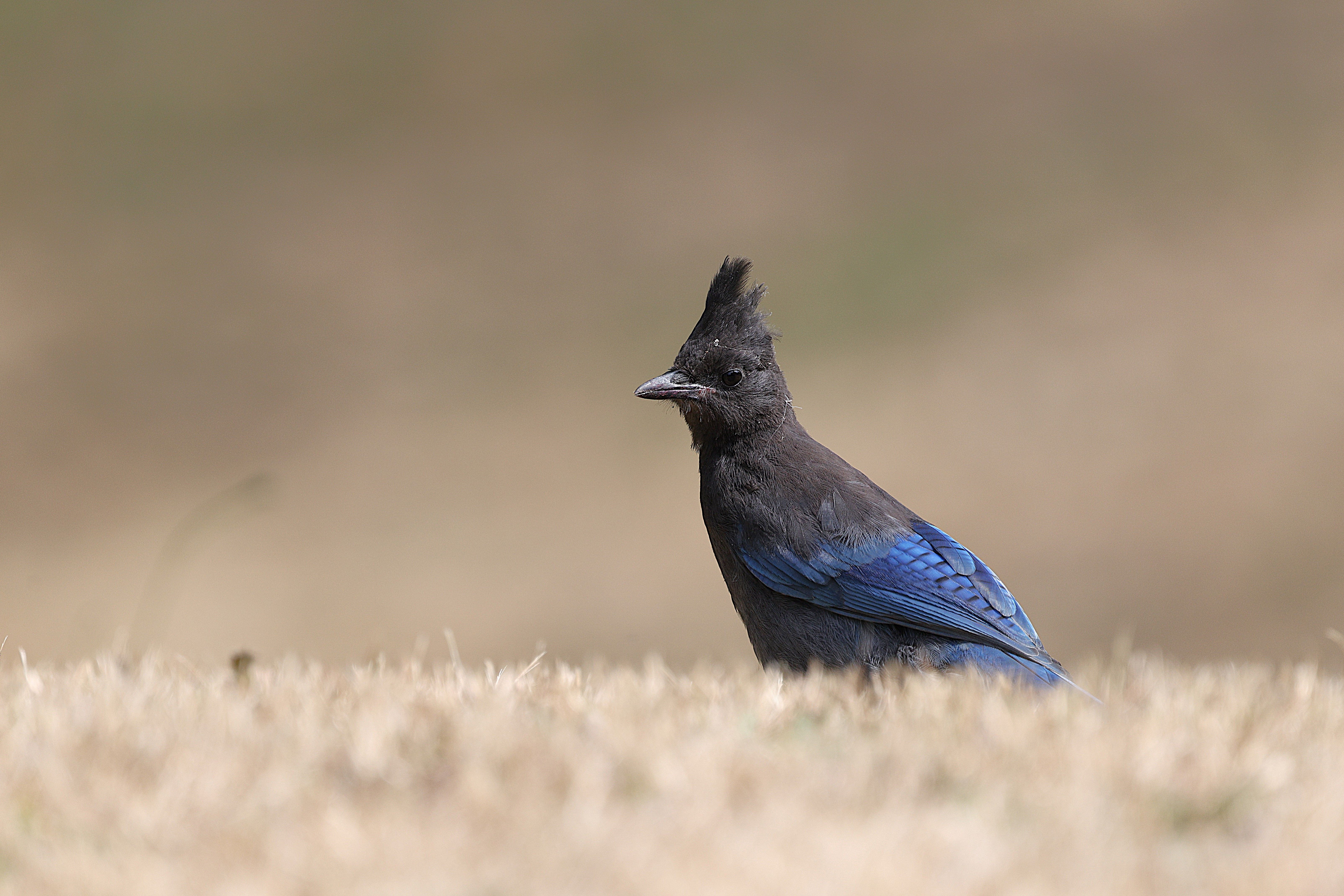 Steller's Jay Posing in Natural Habitat · Free Stock Photo