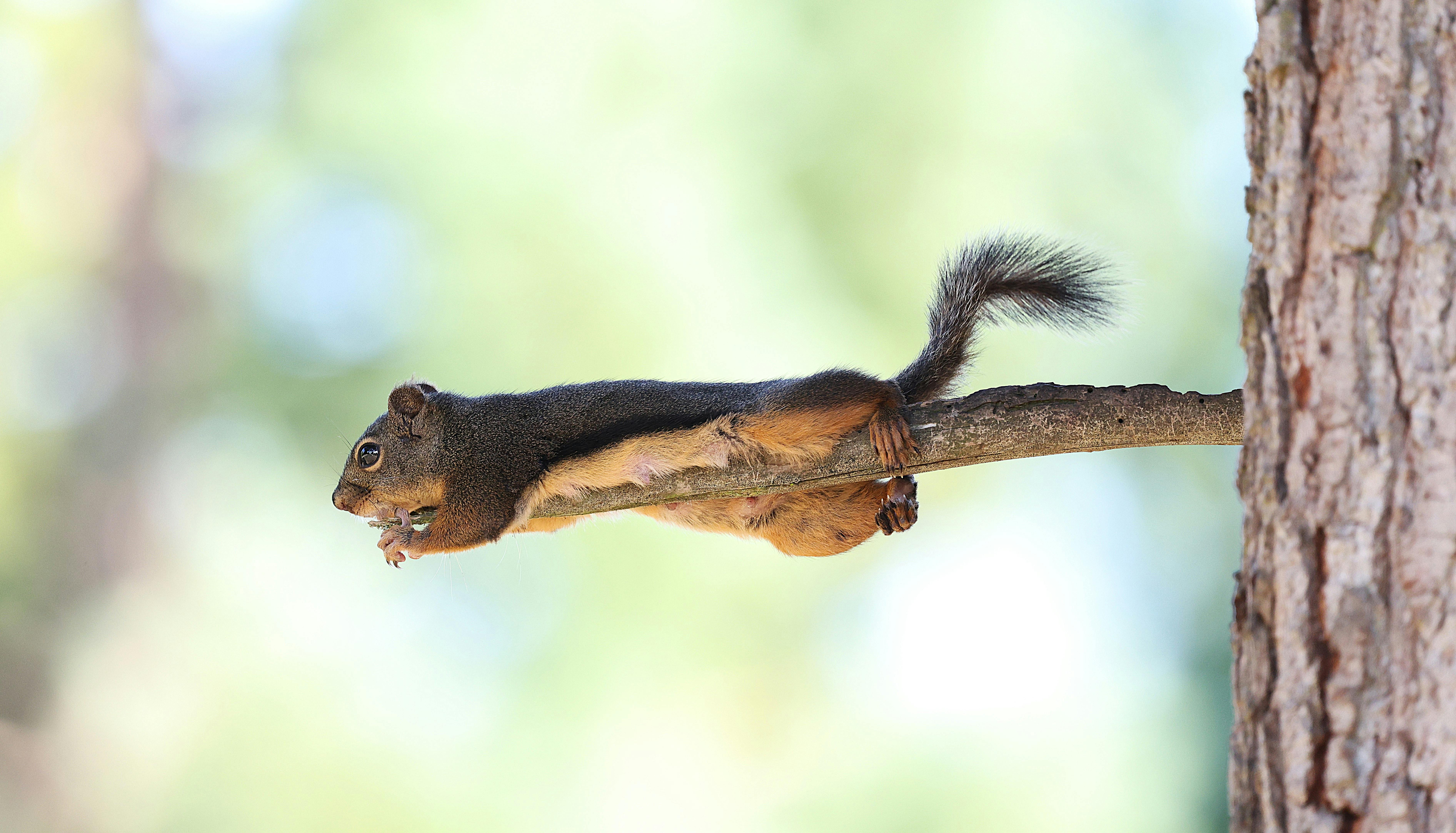 A playful Douglas squirrel stretches out on a tree branch during a bright summer day.