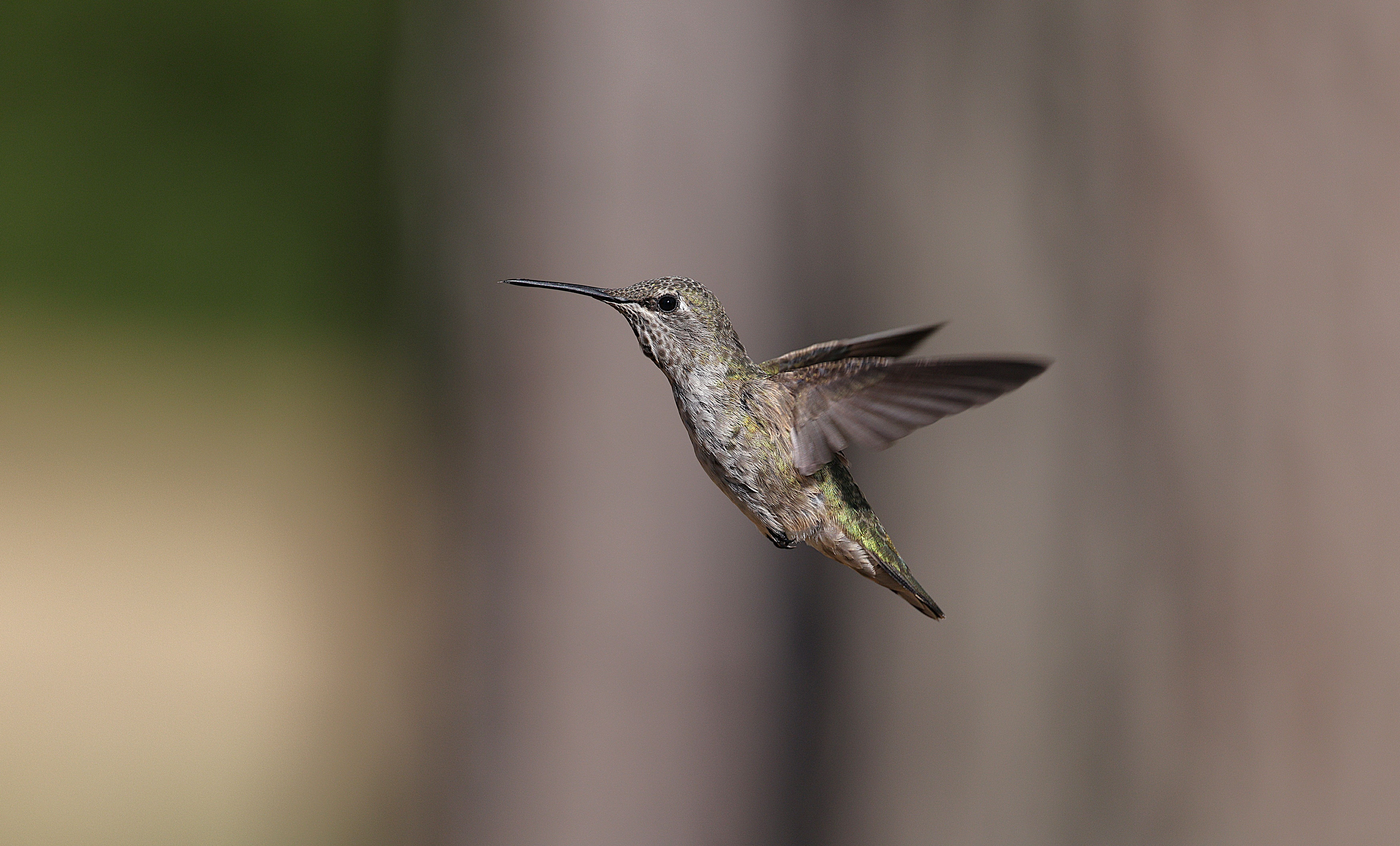 Close-up shot of an Anna's hummingbird hovering with blurred background.