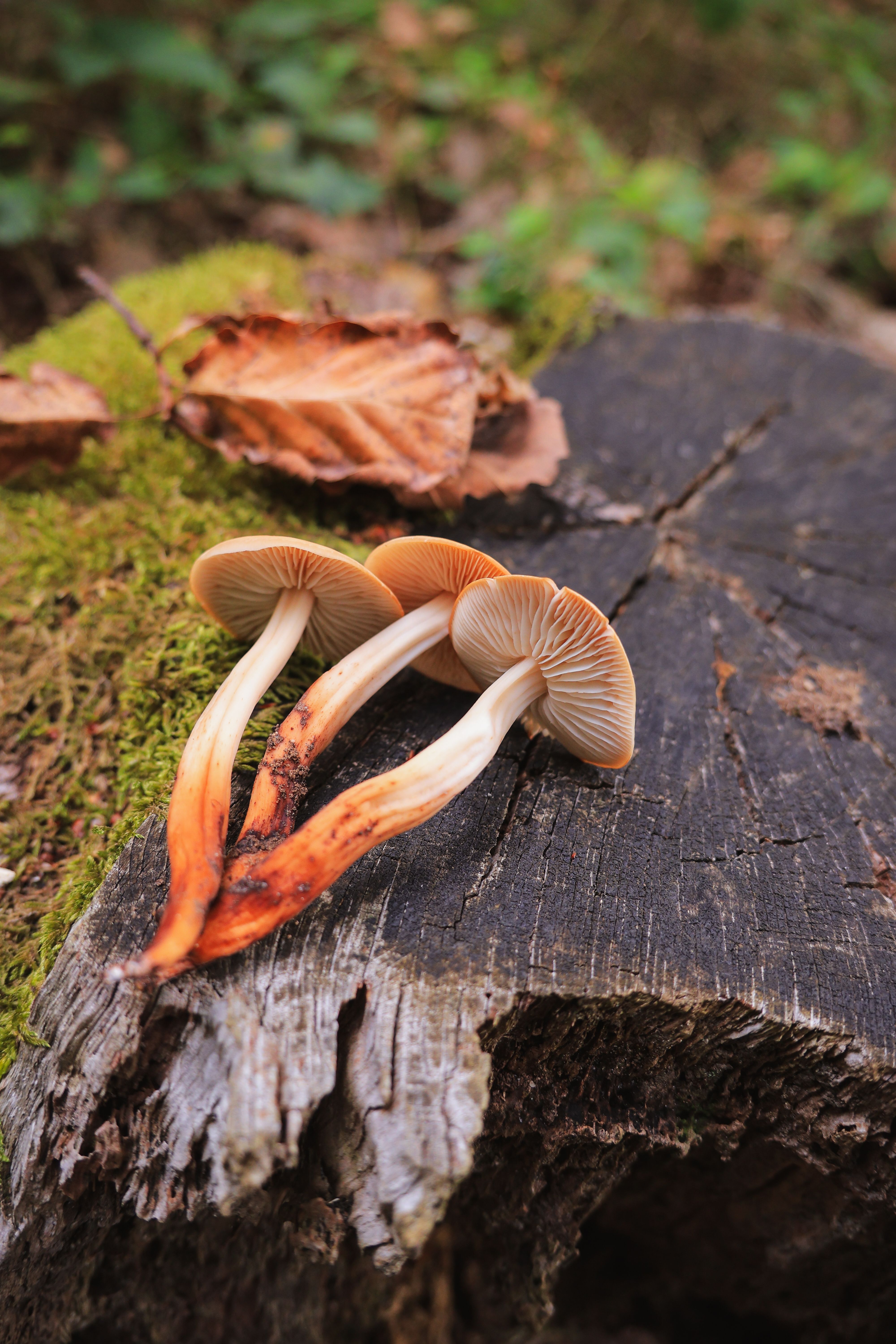 Three Mushrooms on Mossy Tree Stump in Forest · Free Stock Photo