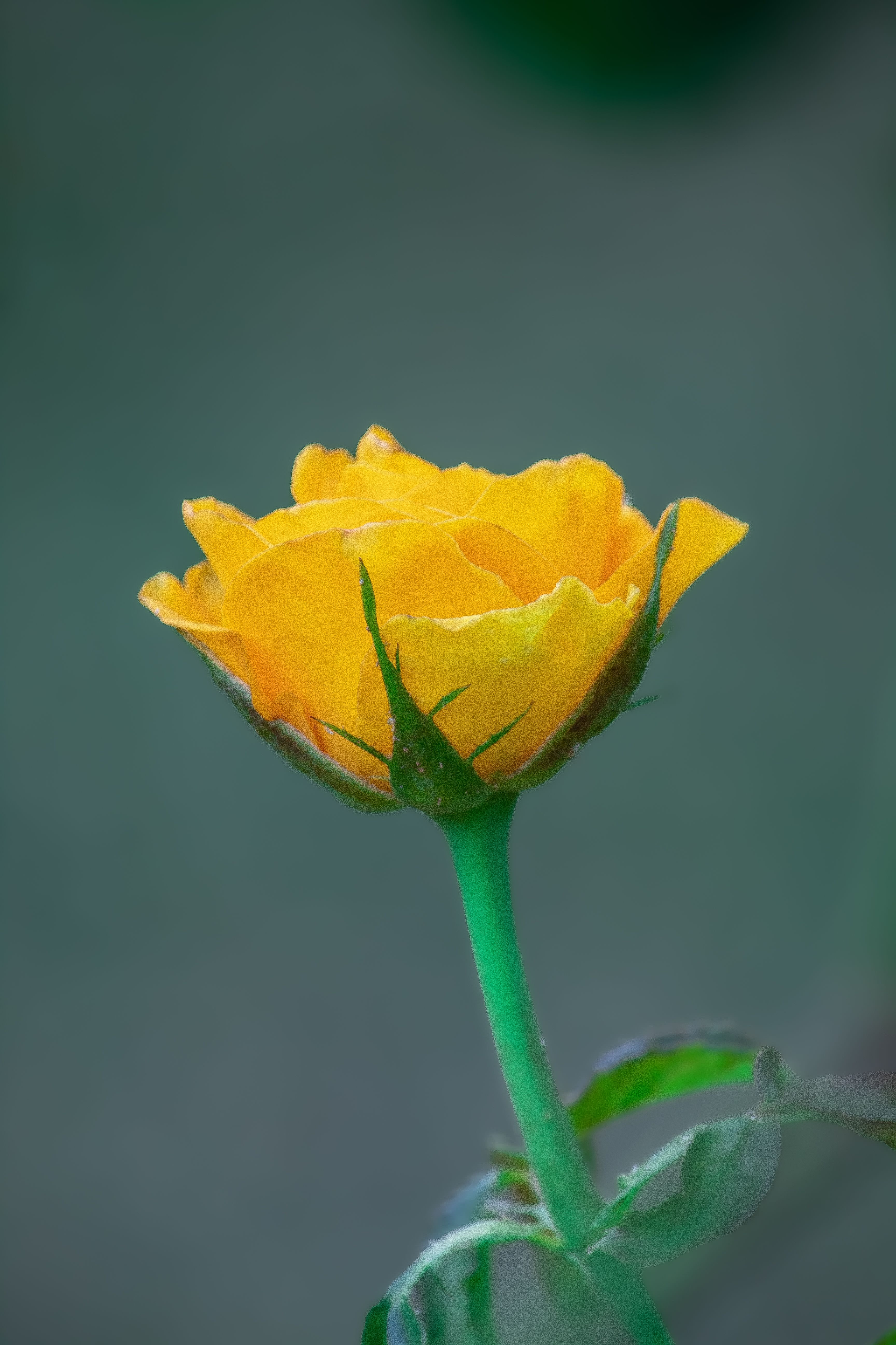 Vibrant Yellow Rose Blossom in Brasília · Free Stock Photo