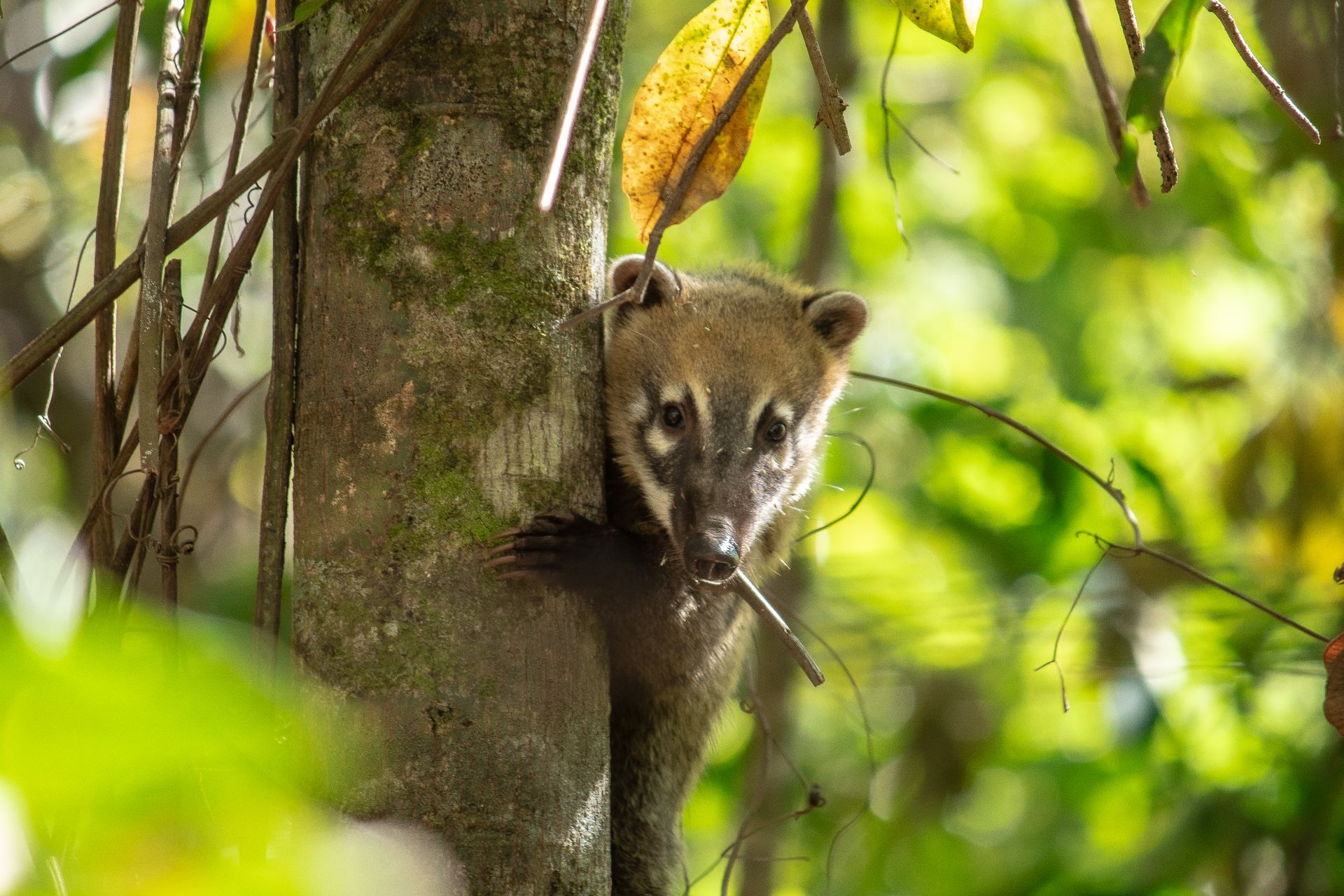 A South American coati peeks from a tree in Brasília, showcasing its natural habitat.