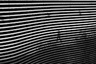 一张黑白抽象图像，描绘了带有雨滴的条纹百叶窗