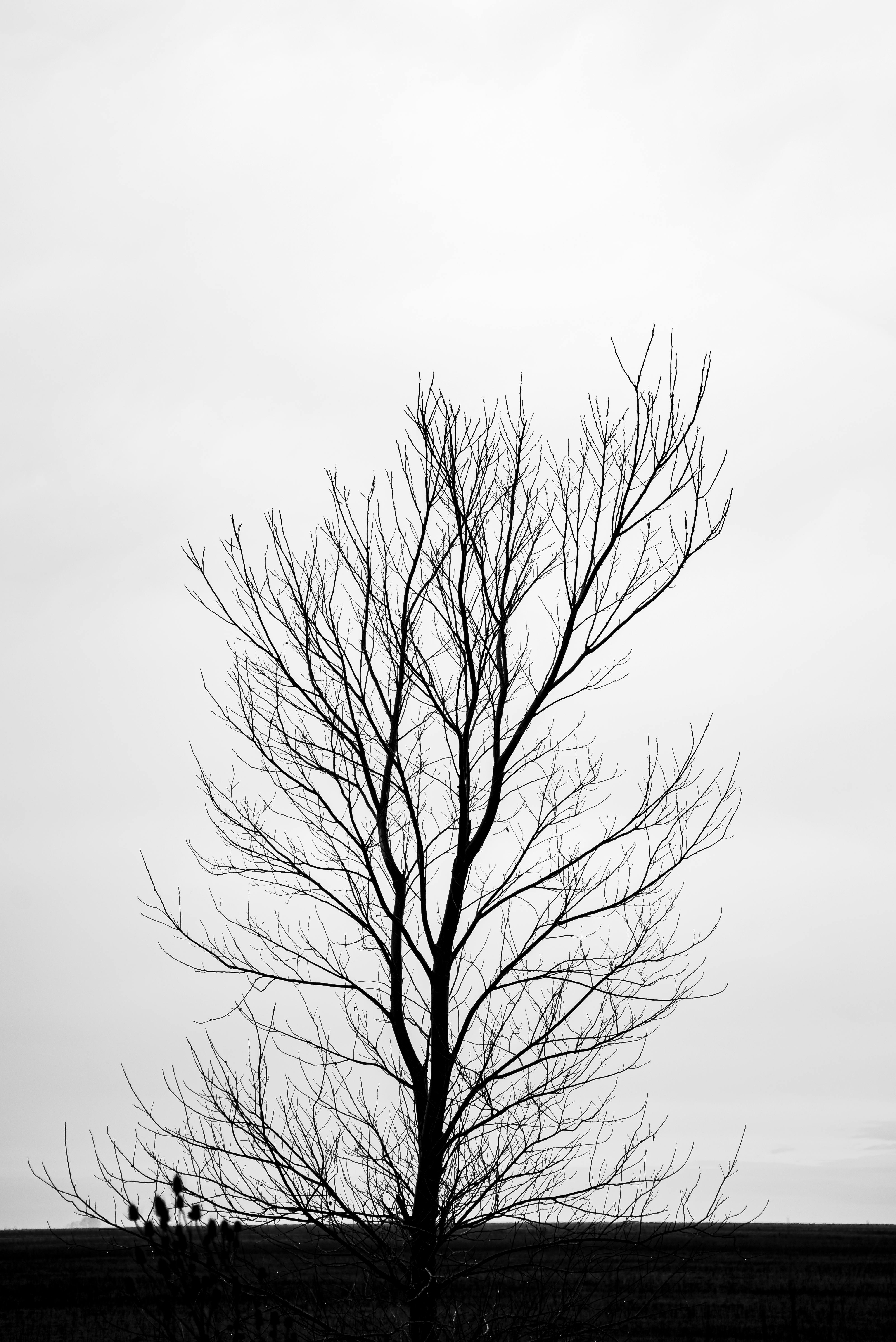 Kostnadsfria Kostnadsfri bild av abstrakt, argentina, argentino Stock foto