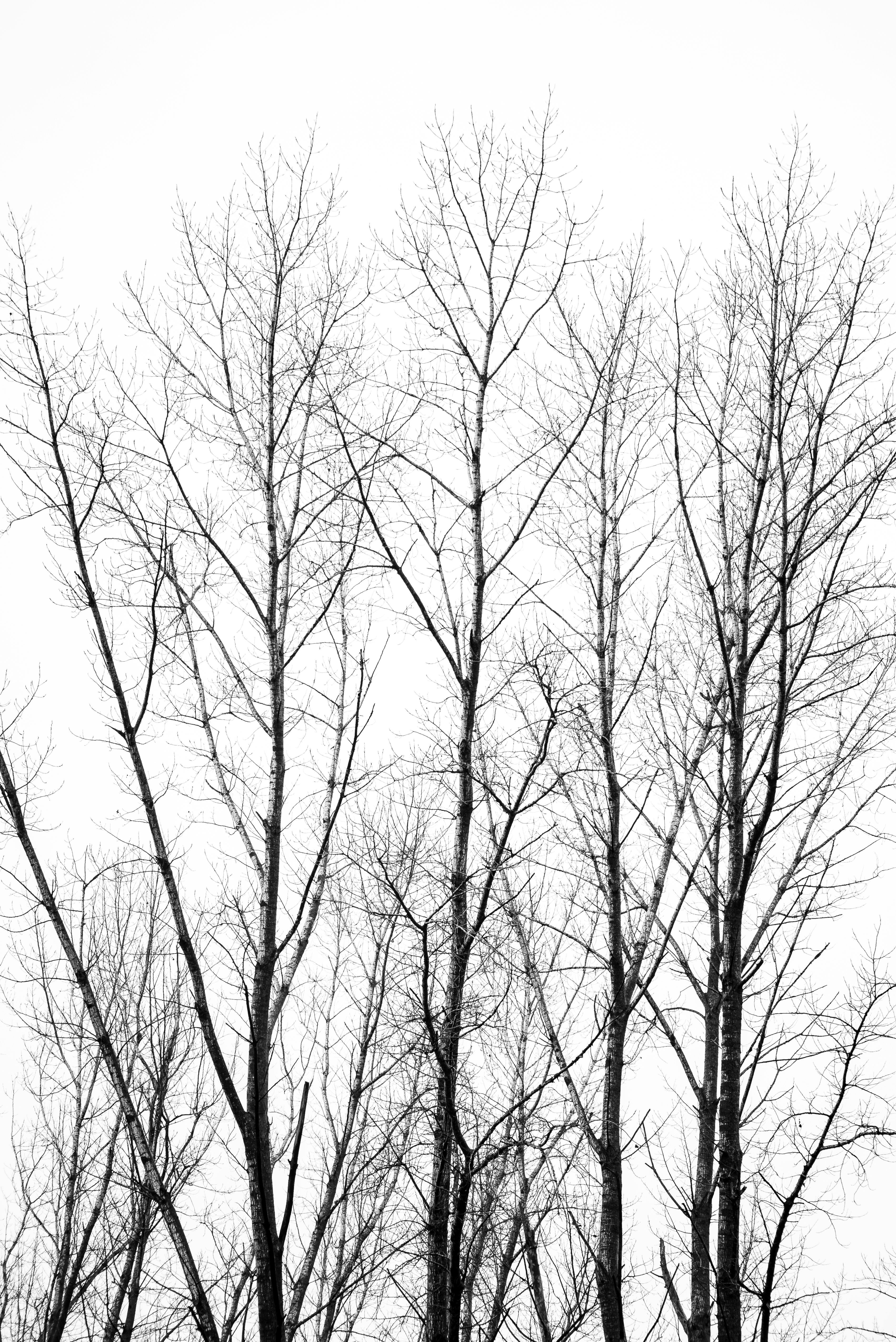 Elegant bare trees in Carlos Spegazzini, Argentina, captured in a black and white style.