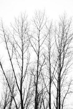 Elegant bare trees in Carlos Spegazzini, Argentina, captured in a black and white style.