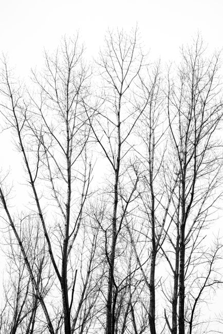 Elegant bare trees in Carlos Spegazzini, Argentina, captured in a black and white style.