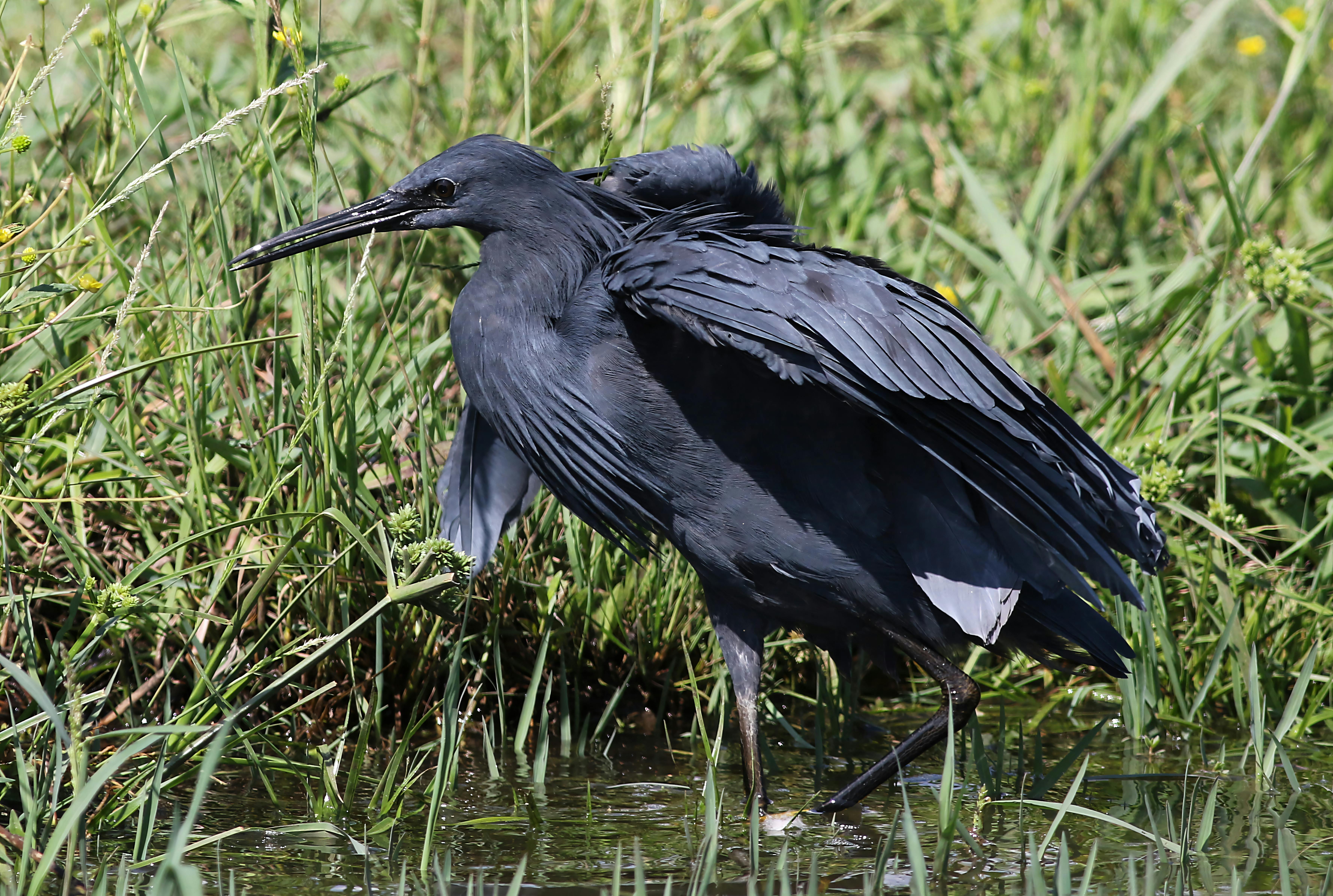 white and mint nikes