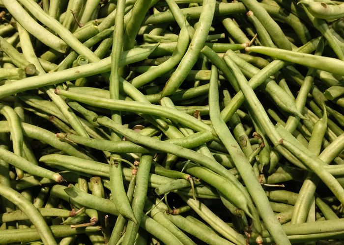 Green Beans Habichuelas - Urban Goes Green Plant Guide