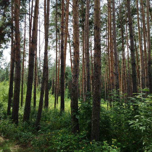 Free Peaceful forest scene with tall pine trees and vibrant green foliage, perfect for nature lovers. Stock Photo