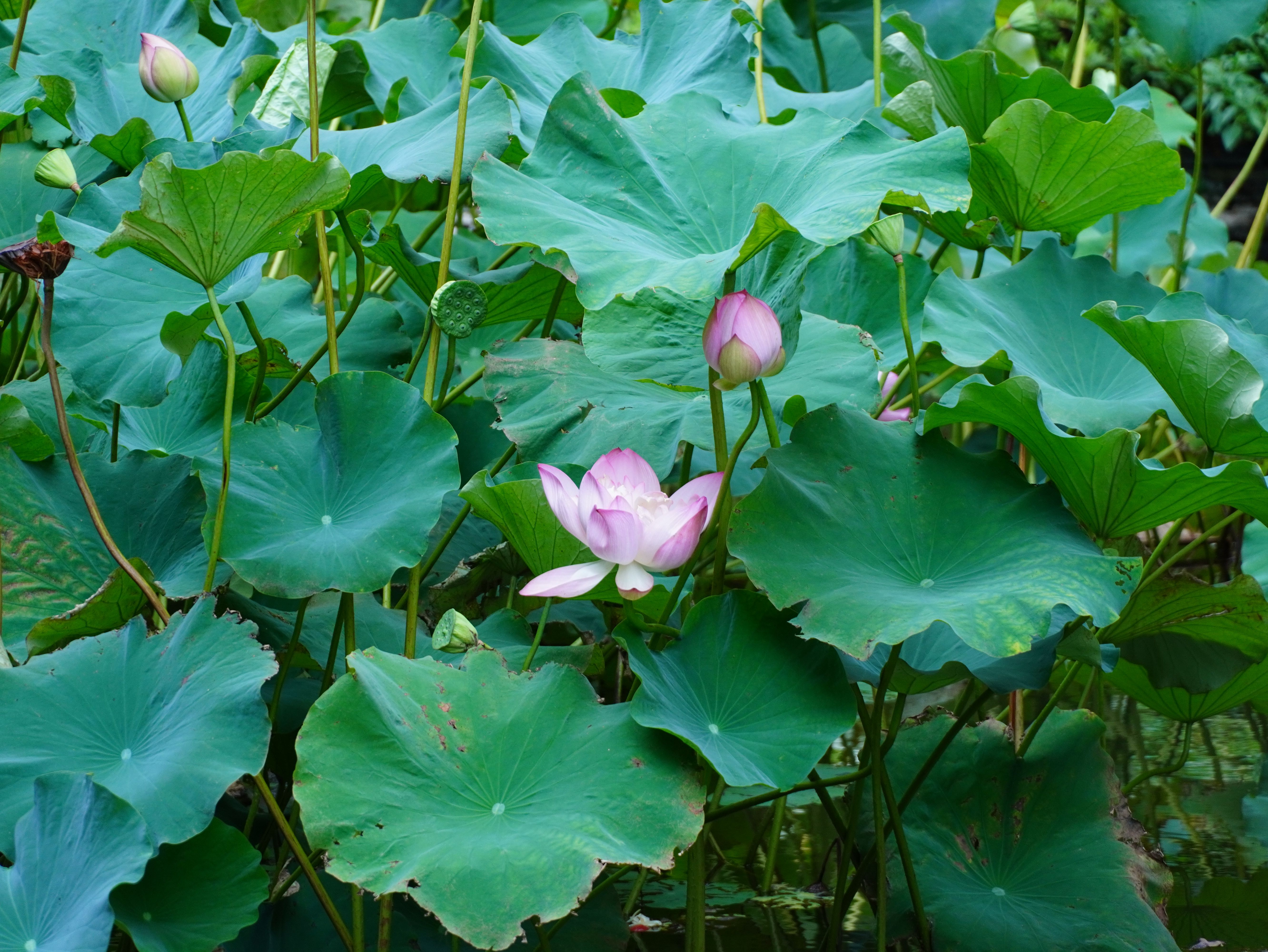Serene Lotus Blossoms in Lush Greenery · Free Stock Photo