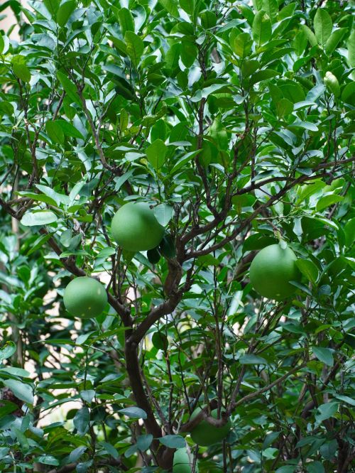 Free A lush citrus tree showcasing vibrant green fruit amidst dense foliage, captured outdoors. Stock Photo