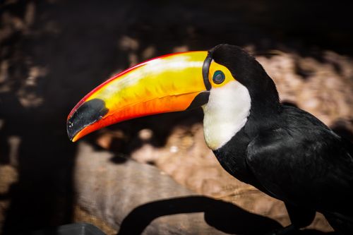 Free Close-up of a colorful toucan with a vibrant beak in a natural outdoor setting. Stock Photo