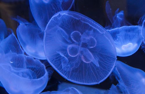 Free Hypnotic view of ethereal blue jellyfish floating gracefully underwater. Stock Photo