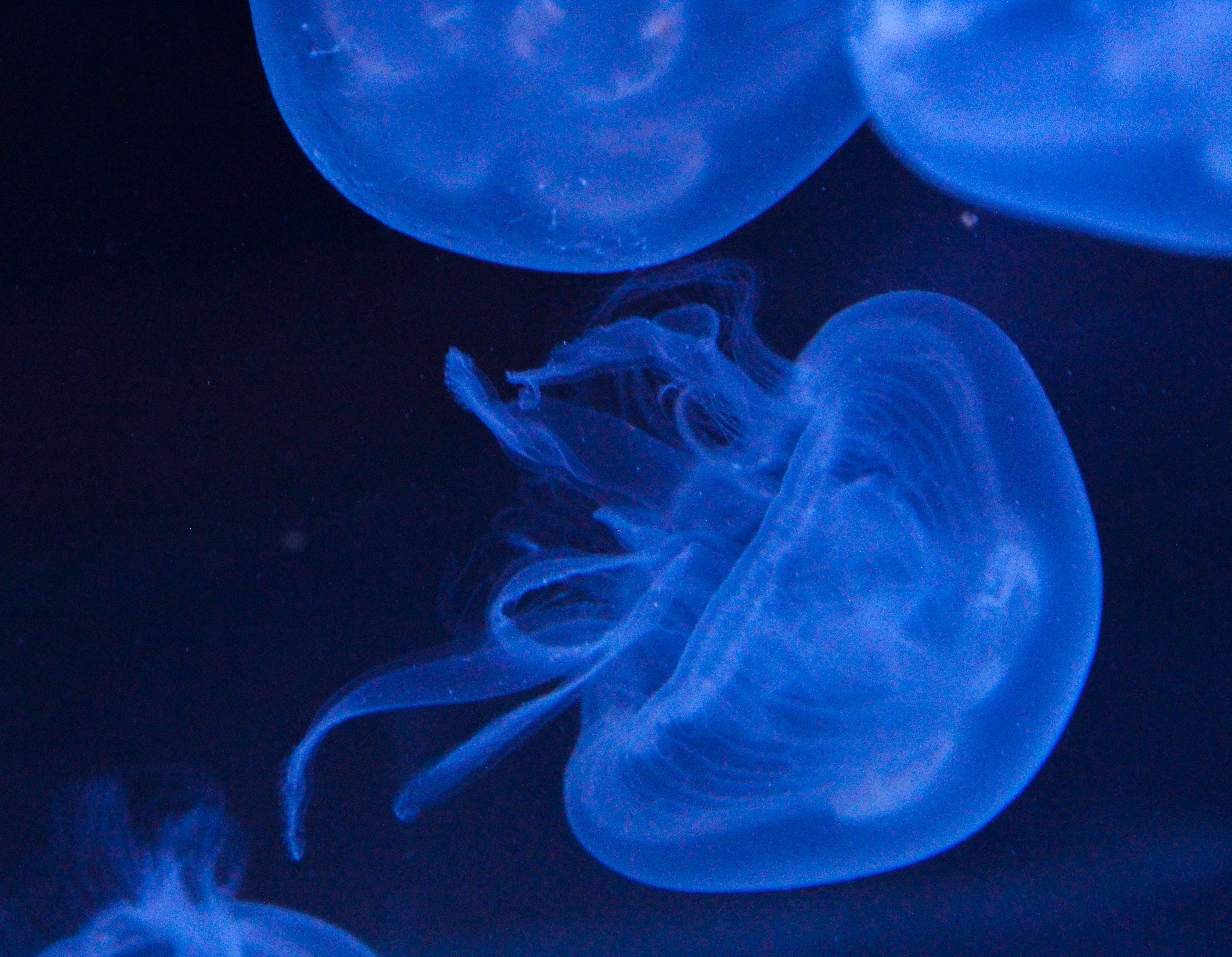 MBARI Discovers Enigmatic Deep-Sea Comb Jelly with Unique Tentacle Structure