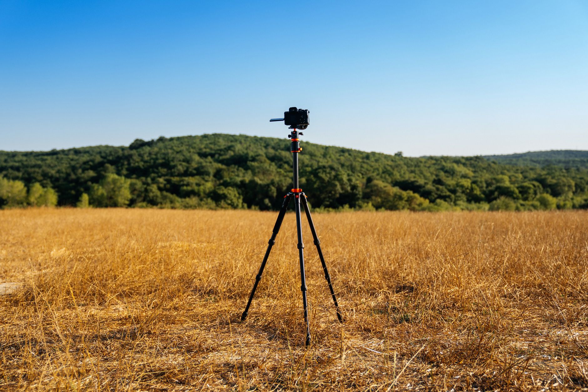 Camera on tripod in a golden field with lush forest in Istanbul, Türkiye.