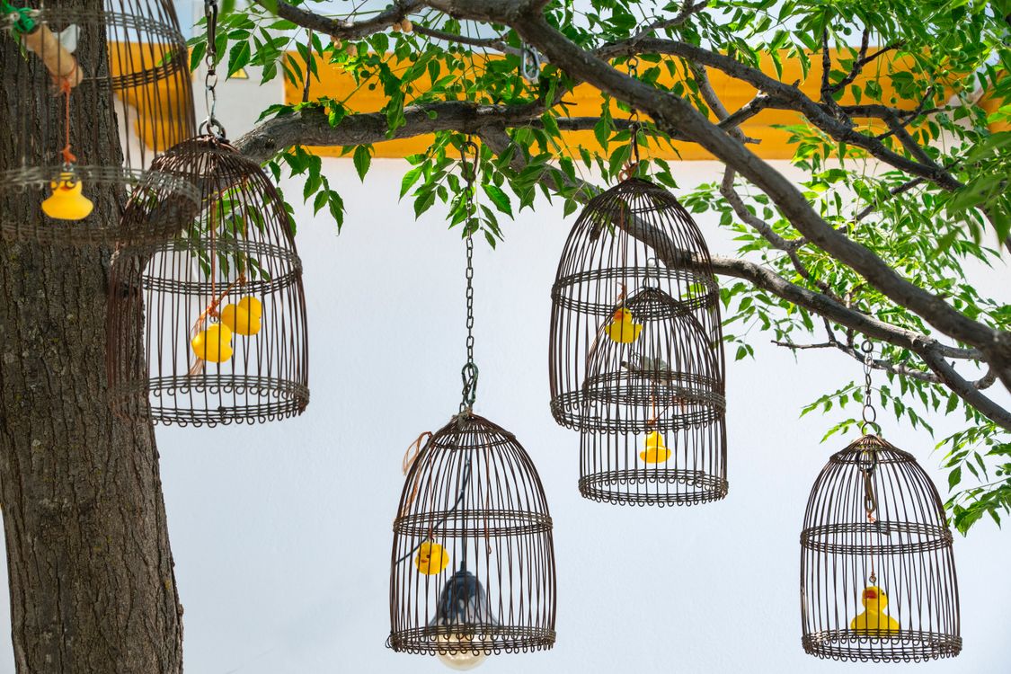Decorative Bird Cages Hanging from Tree Branches · Free Stock Photo