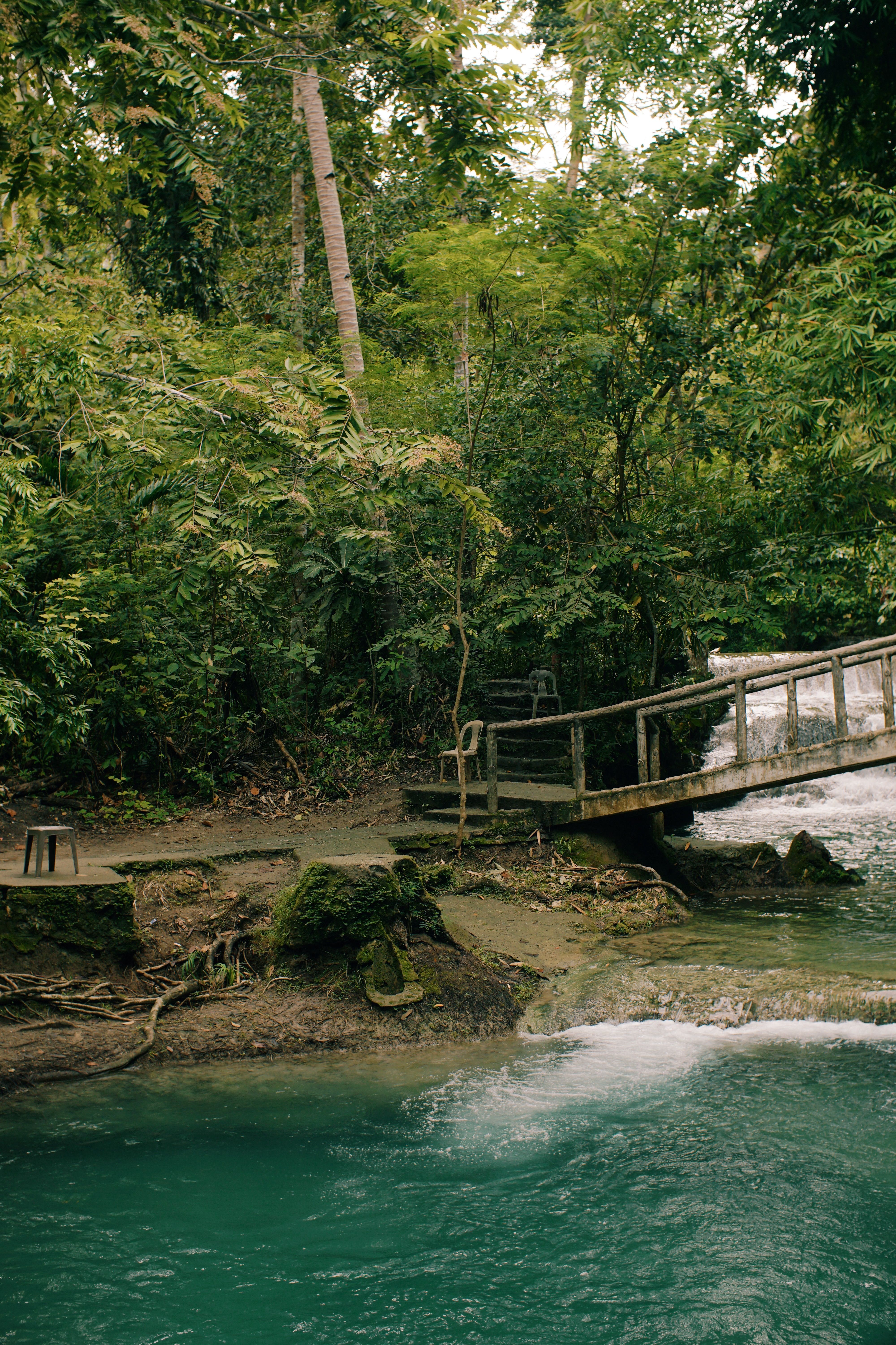 Rustic Wooden Bridge in Lush Forest Setting · Free Stock Photo