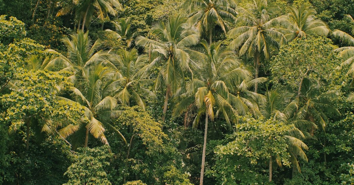 Santo Tomé y Príncipe: RSE cacaotera que impulsa trazabilidad y bienestar comunitario Santo Tomé y Príncipe: RSE cacaotera que impulsa trazabilidad y bienestar comunitario