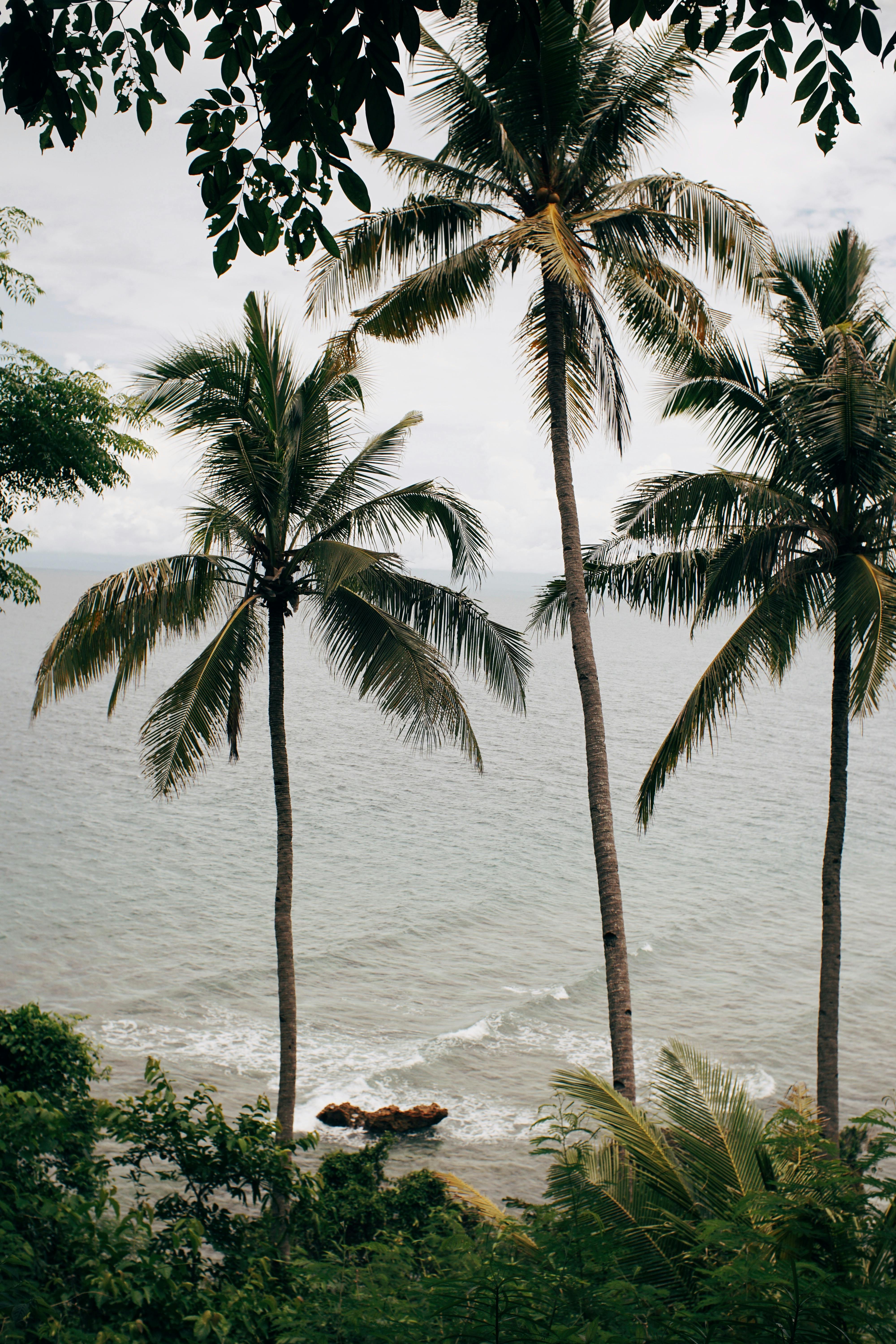 Tranquil tropical beach scene with palm trees by the ocean under a cloudy sky.