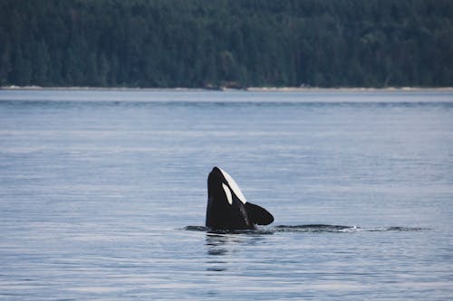 Δωρεάν στοκ φωτογραφιών με orca, άγρια φύση, δελφίνι