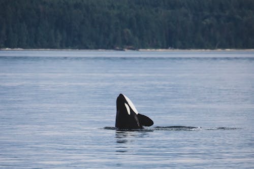 Kostnadsfri bild av däggdjur, delfin, djur