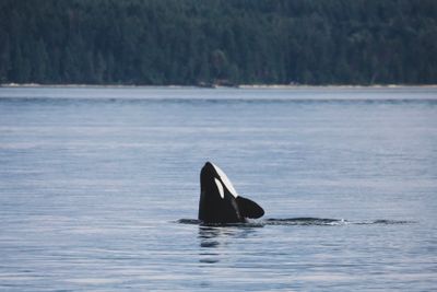 Orca