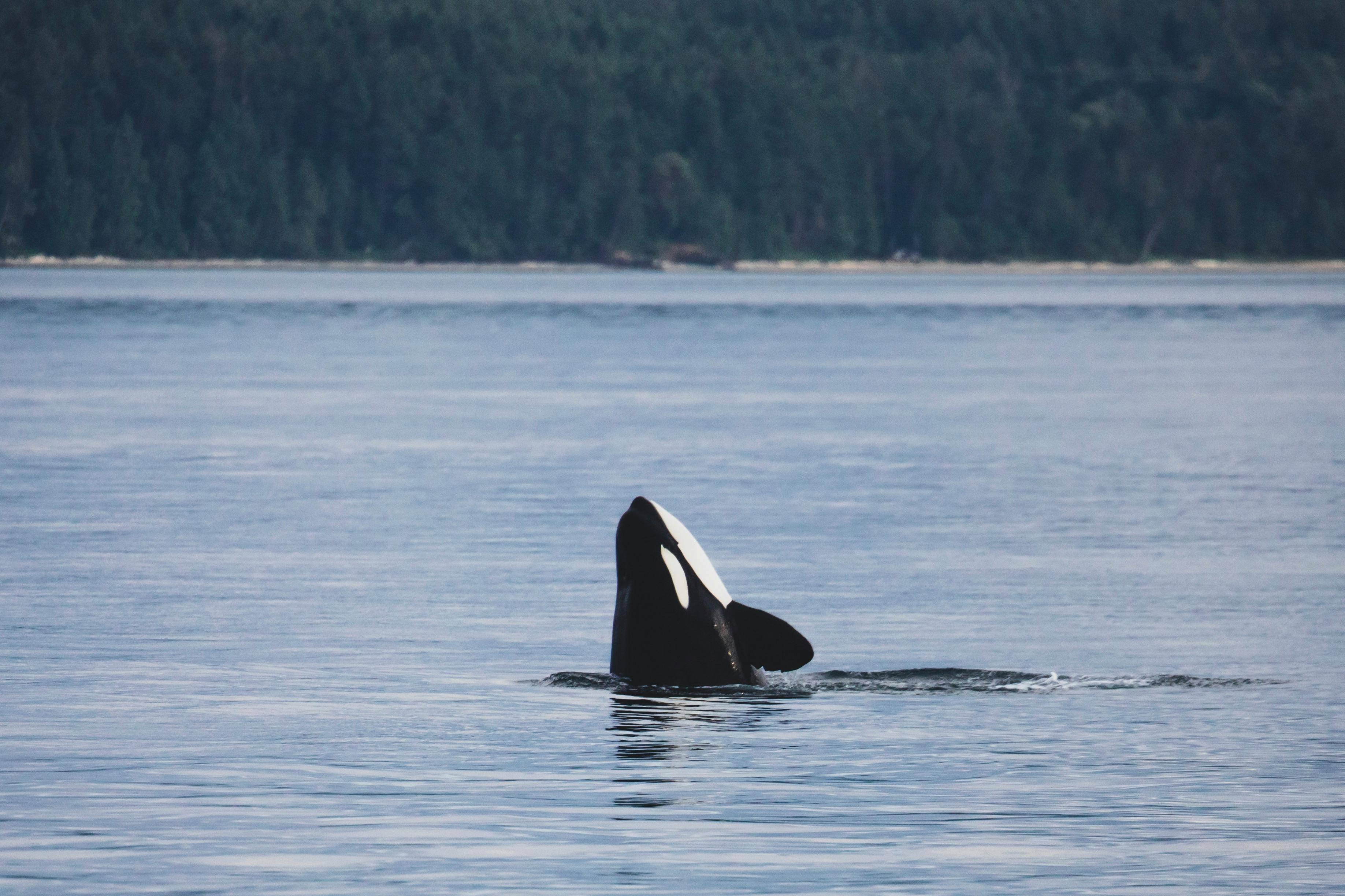 Orca in Body of Water · Free Stock Photo