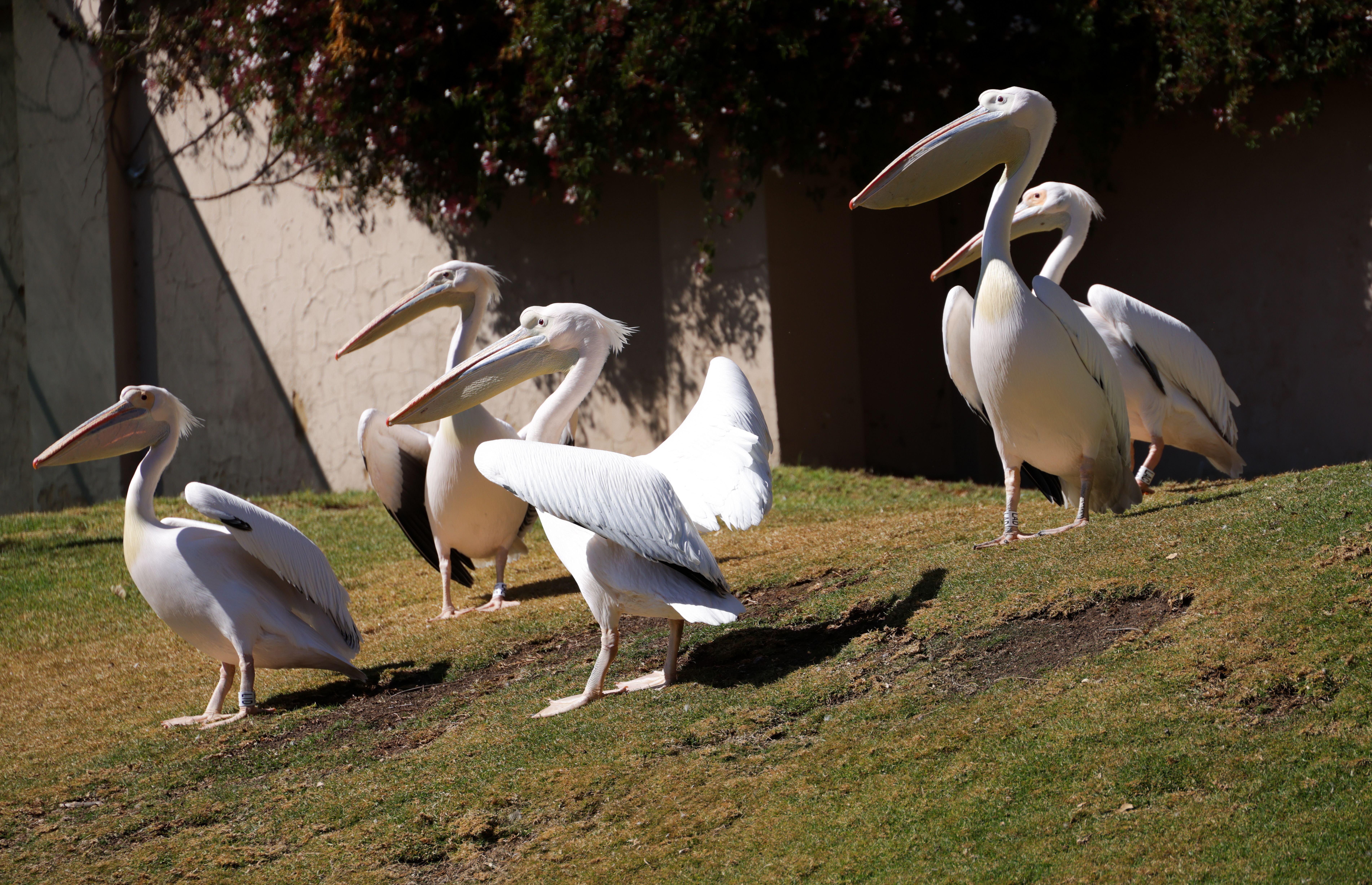 Wprowadzenie do Pelican Casino i jego oferty wypłat