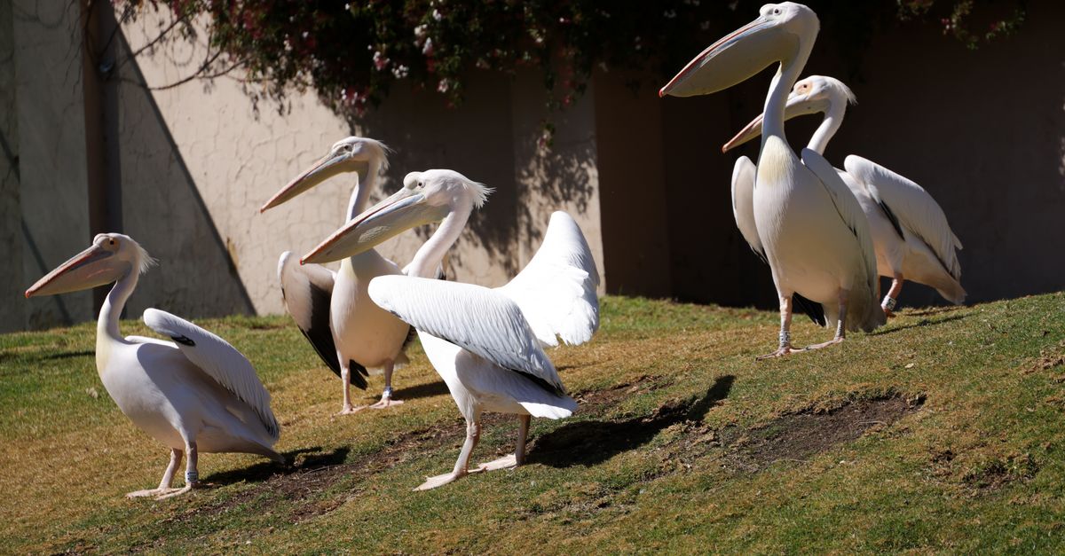 A cluster of American White Pelicans (Pelecanus erythrorhynchos) resting on a grassy slope.