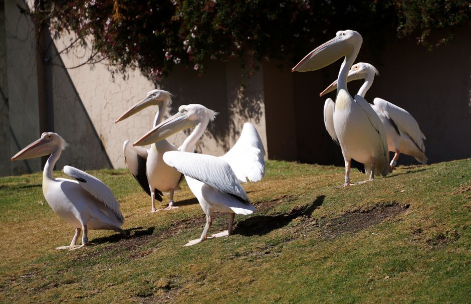 Wprowadzenie do Pelican Casino i jego oferty wypłat