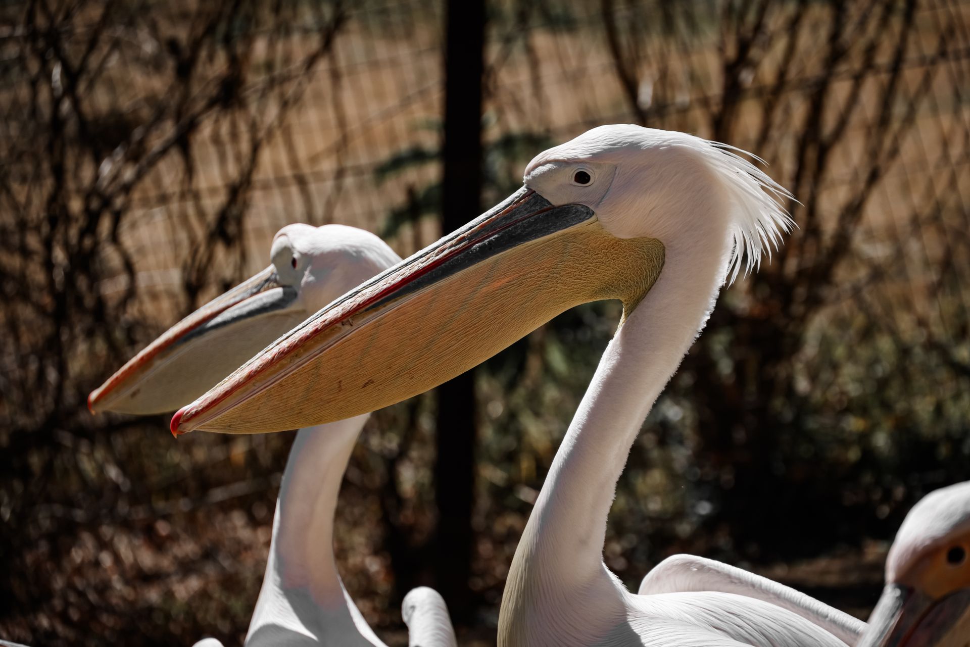 Two American White Pelicans in natural habitat on a sunny day.