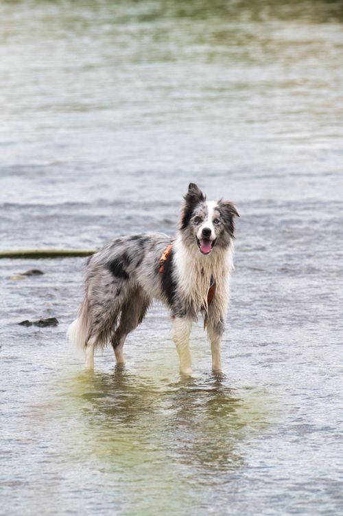 Free A border collie dog playfully standing in a shallow river in Poprad, Slovakia. Stock Photo