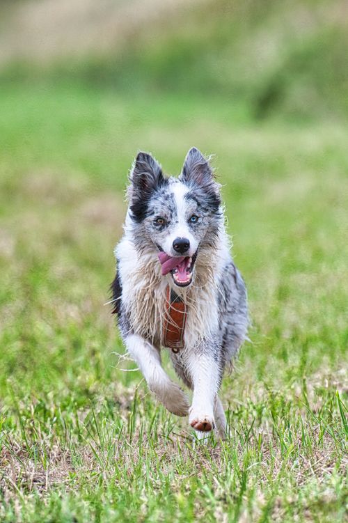 Free Energetic blue merle Border Collie enjoying a run in a grassy field in Poprad, Slovakia. Stock Photo