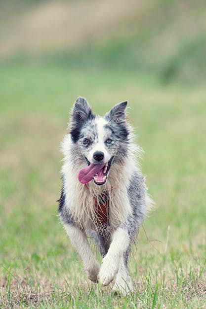 PRINCE2 Agile Foundation