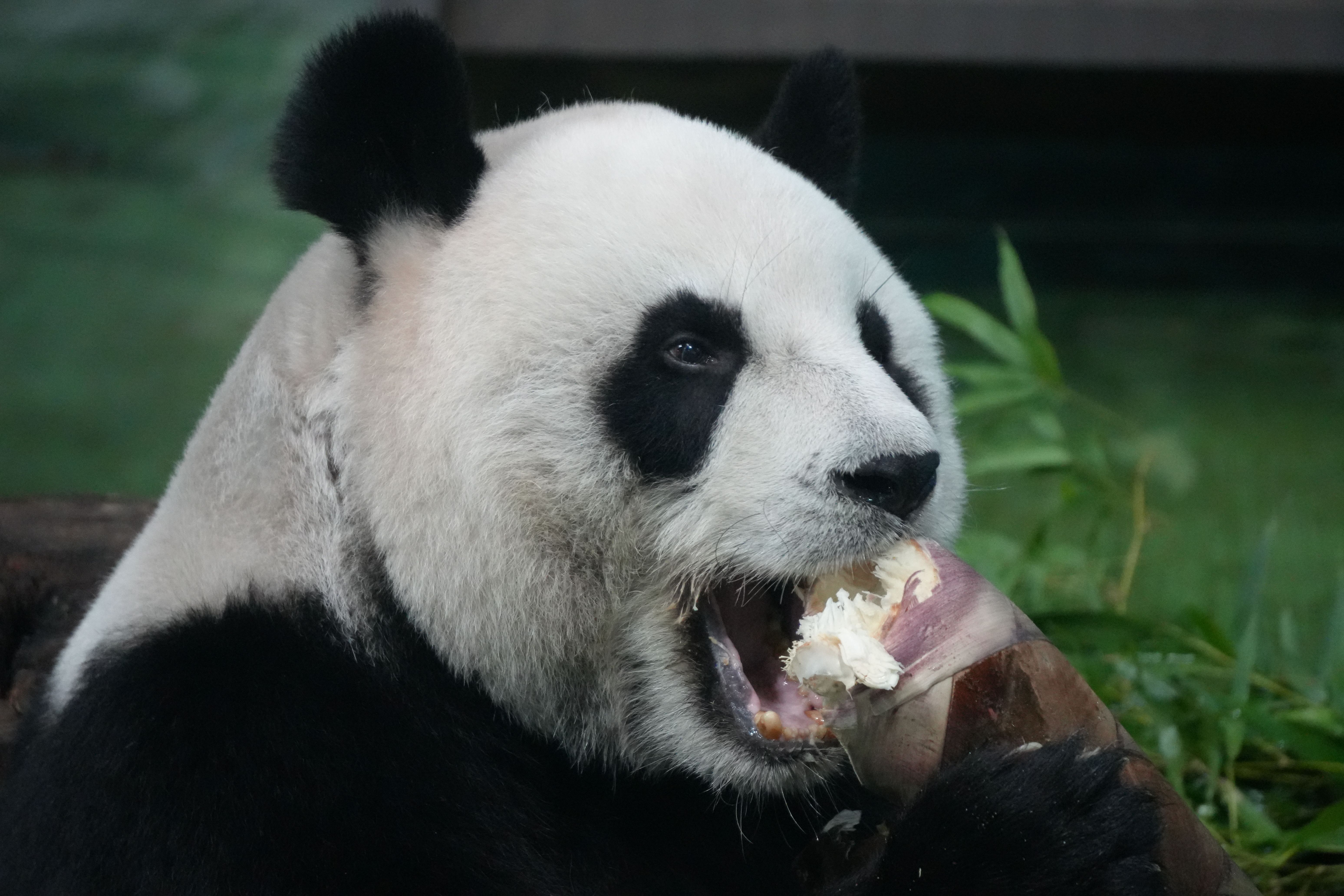 The Best Time to Visit Chengdu: A Season-by-Season Guide