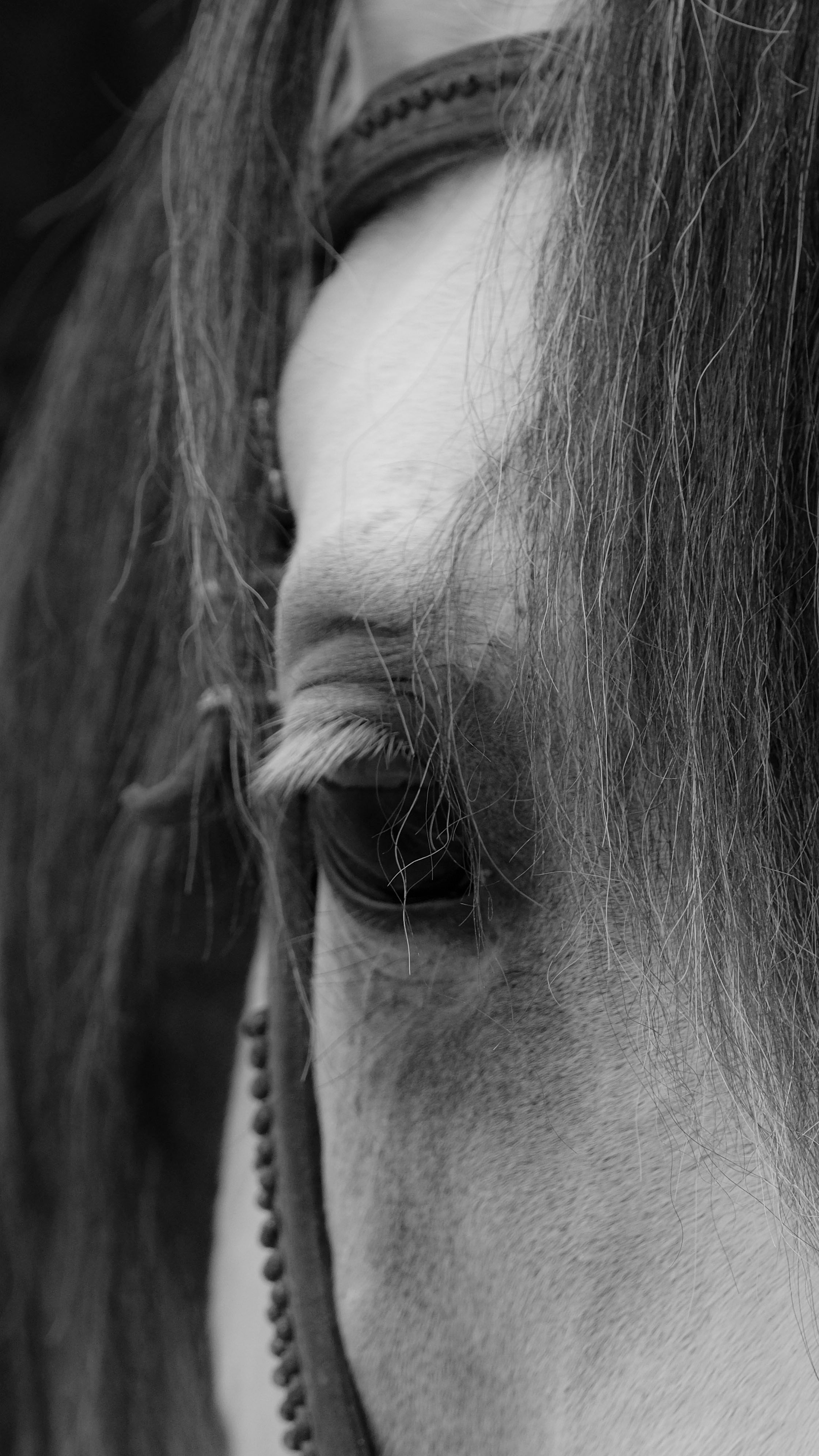 A detailed black and white photograph of a horse's eye, showcasing texture and emotion.