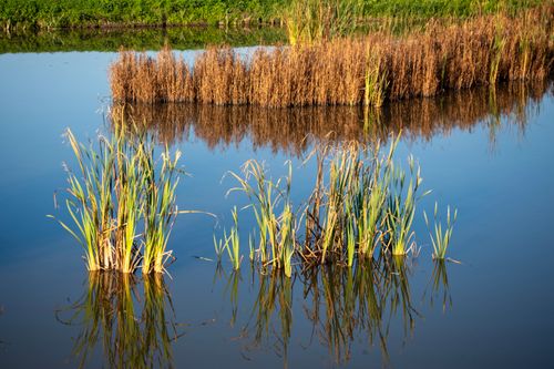 Free Peaceful scene of reeds in still water reflecting the clear sky, capturing natural beauty. Stock Photo